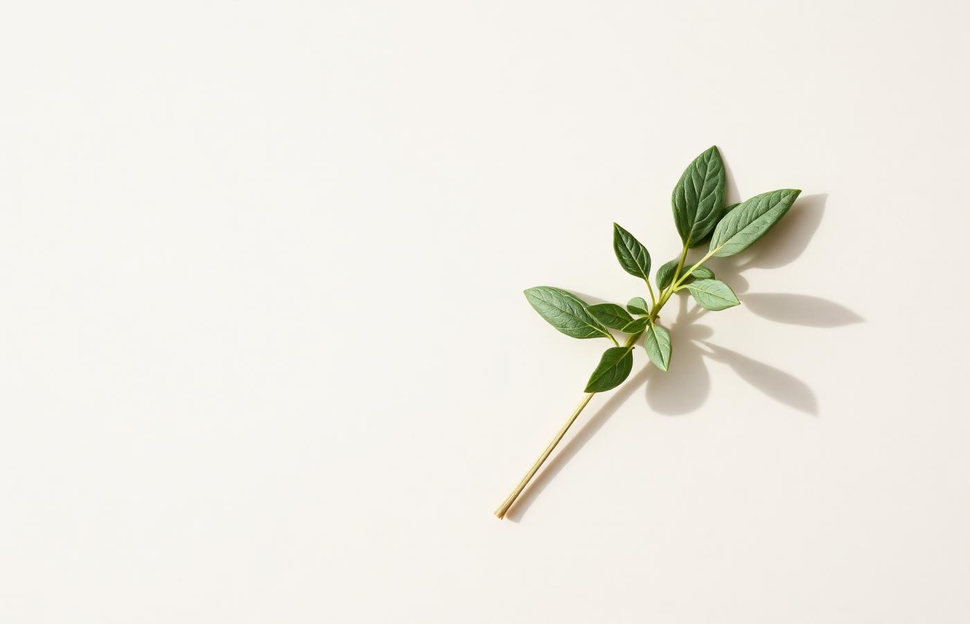 Sprig de salvia sobre papel